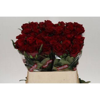 Freshy Grootbloemige Roos “Ever Red” | Kleur: Rood | Lengte ± 80 centimeter | Per 10 verse bloemen