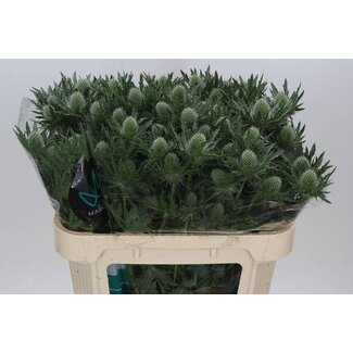 Freshy Eryngium Kruisdistel “Gemini Questar” | Kleur: Grijs | Lengte ± 70 centimeter | Per 10 stelen verse bloemen