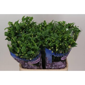 Freshy Alstroemeria Incalelie Fl “Joy Ride” | Kleur: Paars | Lengte ± 75 centimeter | Per 10 stelen verse bloemen