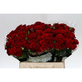 Freshy Trosroos “Mirabel” | Kleur: Rood | Lengte ± 40 centimeter | Per 20 verse bloemen