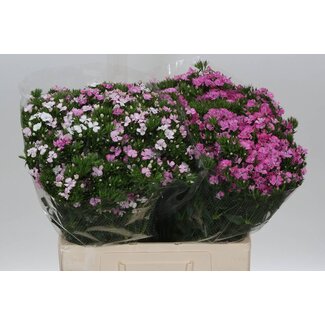 Freshy Duizendschoon Am Rose