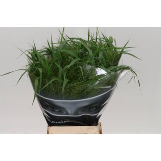 Freshy Panicum Virgatum Vingergras “Fontaine” | Kleur: Groen | Lengte ± 70 centimeter | Per 50 takken