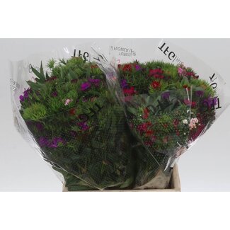 Freshy Duizendschoon Dianthus Barbatus Gemengd | Kleur: Gemengde Kleuren | Lengte ± 45 centimeter | Per 50 stelen verse bloemen