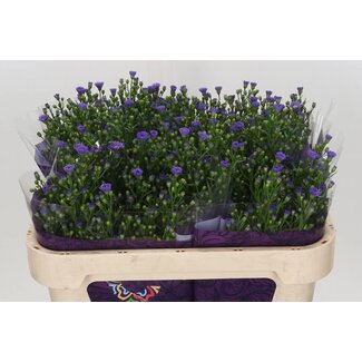 Freshy Aster Novi-Belgii “Casamare” | Kleur: Paars | Lengte ± 70 centimeter | Per 25 stelen verse bloemen