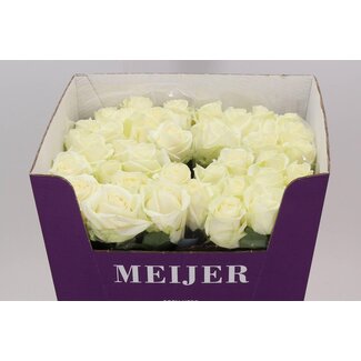 Freshy Grootbloemige Roos “Avalanche Koene White” | Kleur: Wit | Lengte ± 80 centimeter | Per 10 verse bloemen
