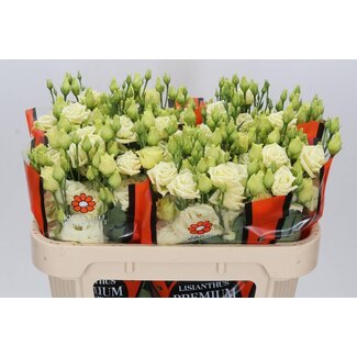 Freshy Eustoma Lisianthus Gevuld “Rosi” | Kleur: Geel | Lengte ± 70 centimeter | Per 10 stelen verse bloemen