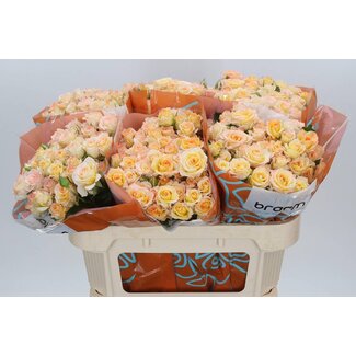 Freshy Trosroos “Sweet Chablis” | Kleur: Geel | Lengte ± 70 centimeter | Per 10 verse bloemen