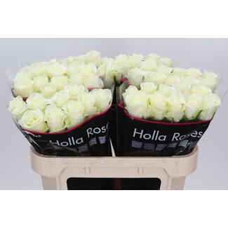 Freshy Grootbloemige Roos “Mont Royal” | Kleur: Wit | Lengte ± 70 centimeter | Per 10 verse bloemen