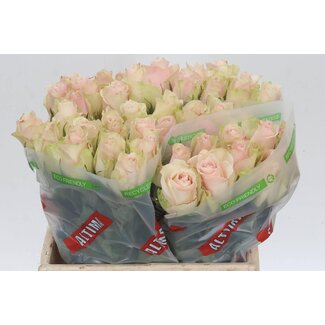 Freshy Grootbloemige Roos “Pink Athena” | Kleur: Roze | Lengte ± 40 centimeter | Per 20 verse bloemen