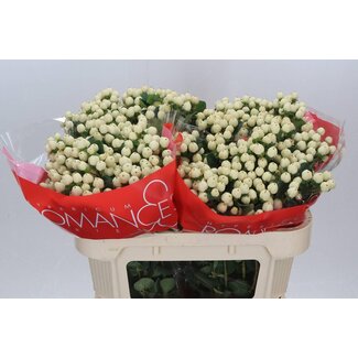 Freshy Hypericum Sint-janskruid “Cool Romance” Vertakt | Kleur: Geel | Lengte ± 70 centimeter | Per 25 stelen verse bloemen