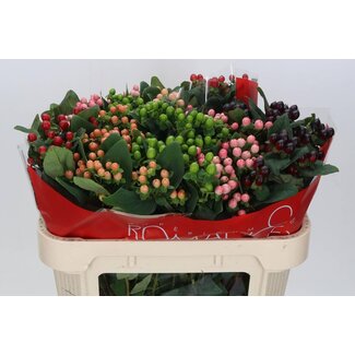 Freshy Hypericum Sint-janskruid “Rainbow Romance” Vertakt | Kleur: Gemengde Kleuren | Lengte ± 70 centimeter | Per 25 stelen verse bloemen