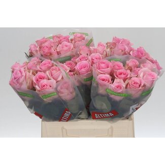 Freshy Grootbloemige Roos “Jessika” | Kleur: Roze | Lengte ± 40 centimeter | Per 20 verse bloemen