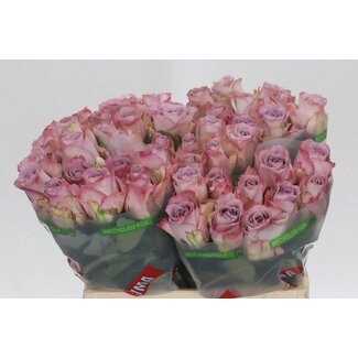 Freshy Grootbloemige Roos “Memory Lane” | Kleur: Roze | Lengte ± 40 centimeter | Per 20 verse bloemen