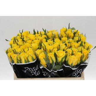 Freshy Grootbloemige Roos “Moonwalk” | Kleur: Geel | Lengte ± 50 centimeter | Per 20 verse bloemen
