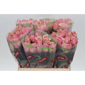 Freshy Grootbloemige Roos “Athena Royale” | Kleur: Roze | Lengte ± 60 centimeter | Per 10 verse bloemen