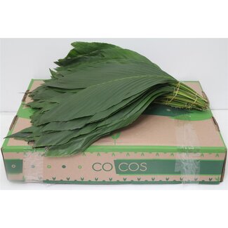 Freshy Rabbit Large x25 (p. bos)