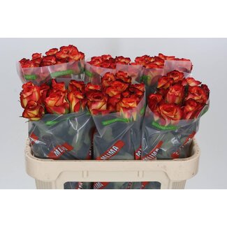 Freshy Grootbloemige Roos “Firefox” | Kleur: Rood | Lengte ± 70 centimeter | Per 20 verse bloemen