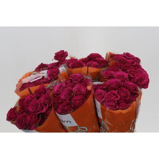 Freshy Trosroos “Cheyenne” | Kleur: Paars Roze | Lengte ± 40 centimeter | Per 10 verse bloemen