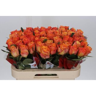 Freshy Grootbloemige Roos “Suncatcher” | Kleur: Geel Oranje | Lengte ± 60 centimeter | Per 20 verse bloemen