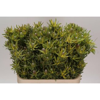 Freshy Leucadendron “Pizza” | Kleur: Groen | Lengte ± 80 centimeter | Per 10 verse bloemen