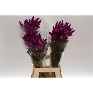 Freshy Celosia Celway Purple | Kleur: Paars | Lengte ± 80 centimeter | Per 20 verse bloemen