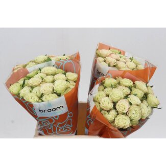 Freshy Trosroos “Limousine” | Kleur: Groen | Lengte ± 40 centimeter | Per 10 verse bloemen