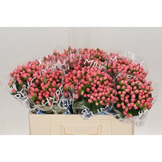 Freshy Hypericum Sint-janskruid “Coco Casino” | Kleur: Roze | Lengte ± 60 centimeter | Per 20 stelen verse bloemen