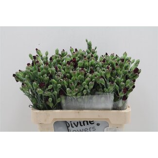 Freshy Trosanjer “Solomio Dua” | Enkelbloemige Hollandse | Kleur: Rood | Lengte ± 60 centimeter | Per 30 verse bloemen