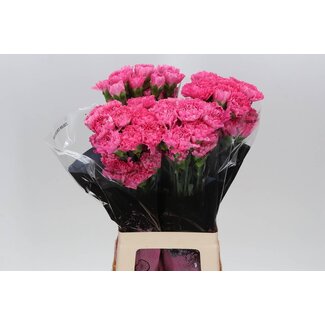 Freshy Lange Anjer “Tonic Golem” | Kleur: Roze | Lengte ± 70 centimeter | Per 20 verse bloemen