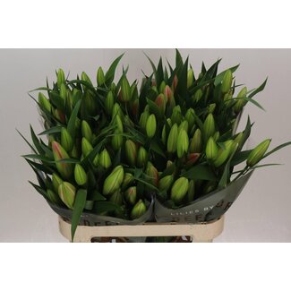 Freshy Lelie Oriental Aqua “Master” | Kleur: Paars | Lengte ± 95 centimeter | Per 10 stelen verse bloemen