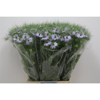 Freshy Nigella Juffertje-in-het-groen “Cloudy Lavender” | Kleur: Blauw | Lengte ± 75 centimeter | Per 10 stelen verse bloemen