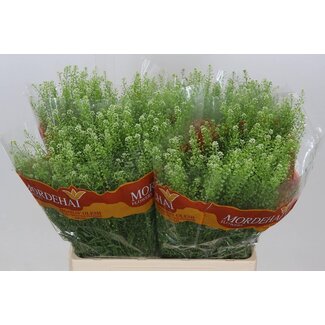 Freshy Lepidium “Green Bell” | Kleur: Groen | Lengte ± 65 centimeter | Per 25 stelen verse bloemen