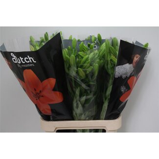 Freshy Lelie Longi x Aziatic Aqua Sunderland