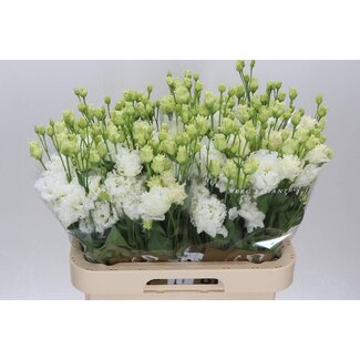 Freshy Eustoma Lisianthus Gevuld “Alissa Pure White” | Kleur: Wit | Lengte ± 70 centimeter | Per 10 stelen verse bloemen