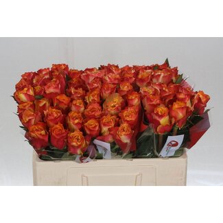 Freshy Grootbloemige Roos “Downtown” | Kleur: Geel Rood | Lengte ± 50 centimeter | Per 20 verse bloemen