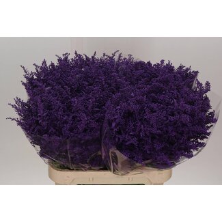 Freshy Solidago Guldenroede Paars | Kleur: Gemengde Kleuren | Lengte ± 80 centimeter | Per 25 stelen verse bloemen