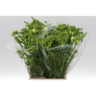 Freshy Dubbelbloemige Freesia “Belleville Extra” | Kleur: Wit | Lengte ± 55 centimeter | Per 50 stelen verse bloemen