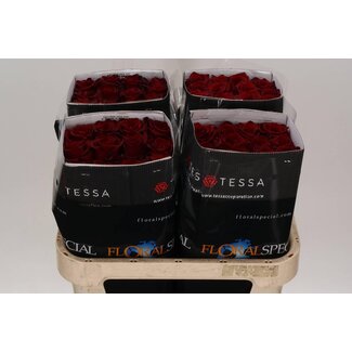Freshy Grootbloemige Roos “Explorer Tessa” | Kleur: Rood | Lengte ± 70 centimeter | Herkomst Ecuador | Per 25 verse bloemen