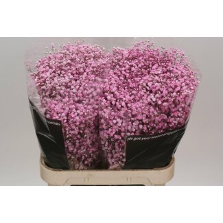 Freshy Gypsophila Gipskruid | Kleur: Kleurbehandeld Baby Pink | Lengte ± 80 centimeter | Per 25 stelen verse bloemen