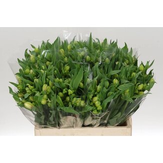 Freshy Alstroemeria Incalelie Kort “Virginia” | Kleur: Wit | Lengte ± 60 centimeter | Per 10 stelen verse bloemen