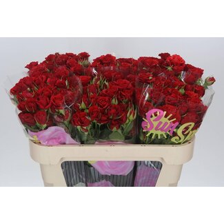 Freshy Trosroos “Mirabel” | Kleur: Rood | Lengte ± 70 centimeter | Per 10 verse bloemen