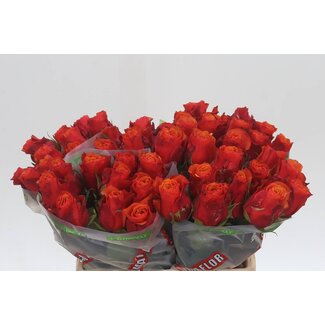 Freshy Grootbloemige Roos “Espana” | Kleur: Geel Rood | Lengte ± 40 centimeter | Herkomst Ecuador | Per 20 verse bloemen