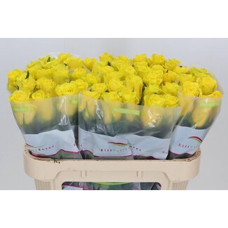 Freshy Grootbloemige Roos “Goldfinch” | Kleur: Geel | Lengte ± 70 centimeter | Per 10 verse bloemen