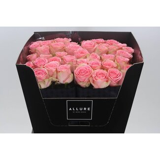 Freshy Grootbloemige Roos “Sophia Loren Allure” | Kleur: Roze | Lengte ± 70 centimeter | Per 10 verse bloemen