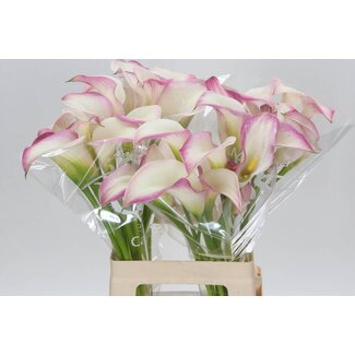 Freshy Zantedeschia Calla “Mario” | Kleur: Roze | Lengte ± 65 centimeter | Per 10 verse bloemen