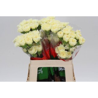 Freshy Korte Anjer “Cream Polimia” | Kleur: Wit | Lengte ± 55 centimeter | Per 20 verse bloemen