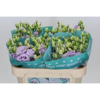 Freshy Eustoma Lisianthus Gevuld “Alissa Lavender” | Kleur: Paars | Lengte ± 72 centimeter | Per 10 stelen verse bloemen