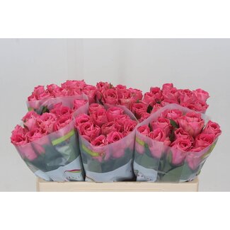 Freshy Rosa Watergame