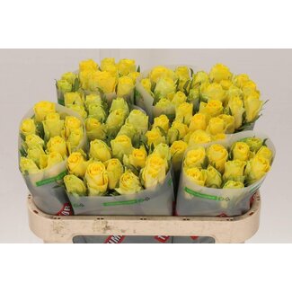 Freshy Grootbloemige Roos “Good Times” | Kleur: Geel | Lengte ± 70 centimeter | Per 10 verse bloemen