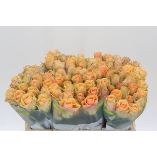 Freshy Grootbloemige Roos “Alchemy” | Kleur: Oranje | Lengte ± 50 centimeter | Per 20 verse bloemen